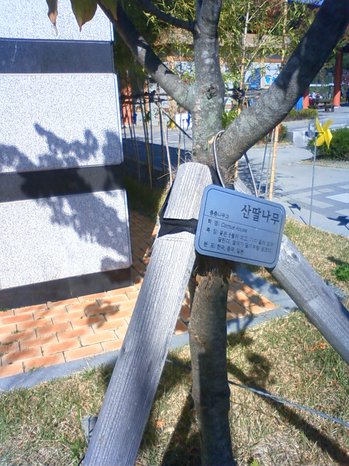 NEC_1597.JPG