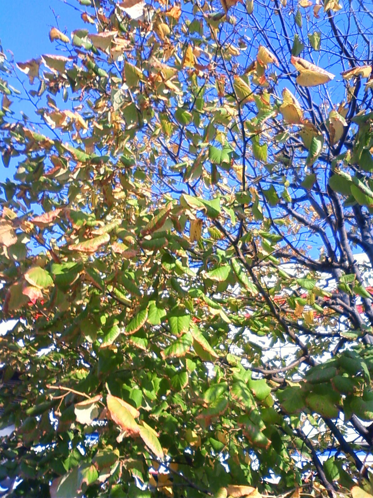 NEC_0051.JPG