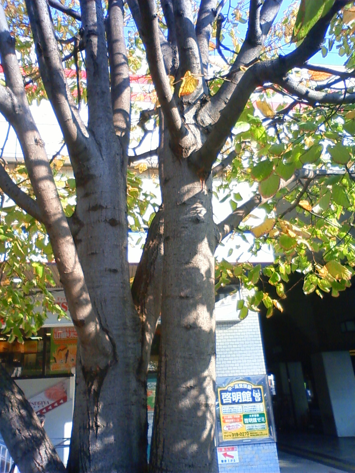 NEC_0052.JPG