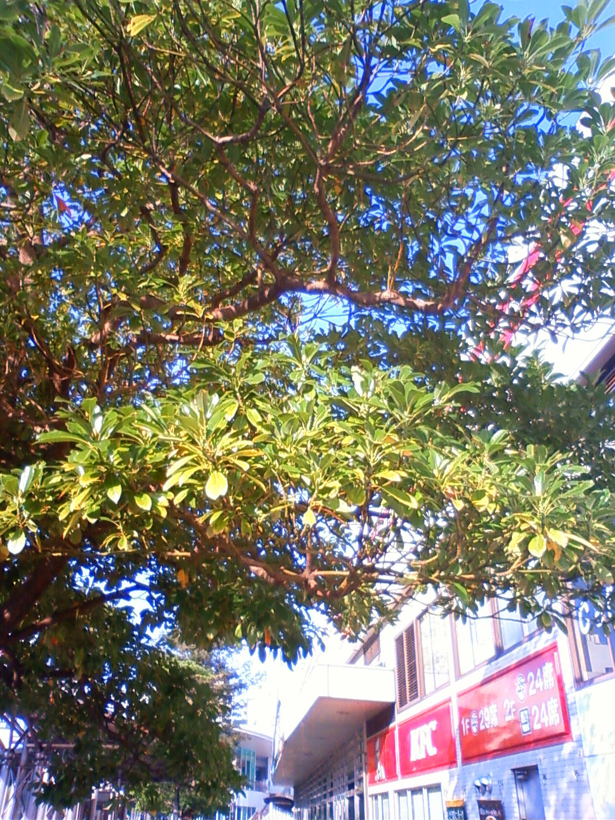NEC_0054.JPG