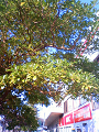 NEC_0054_thumb.png