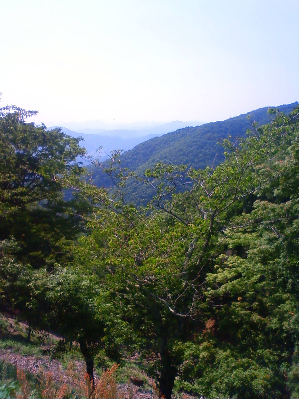 NEC_2033.JPG
