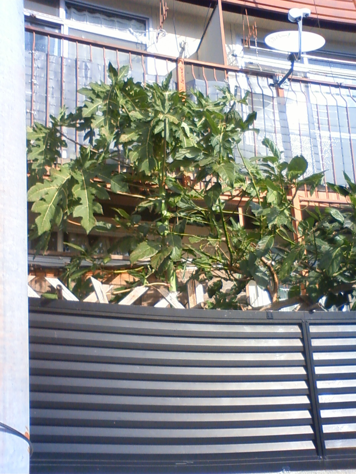 NEC_0857.JPG