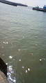 NEC_2737_thumb.png
