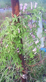 NEC_2757_thumb.png