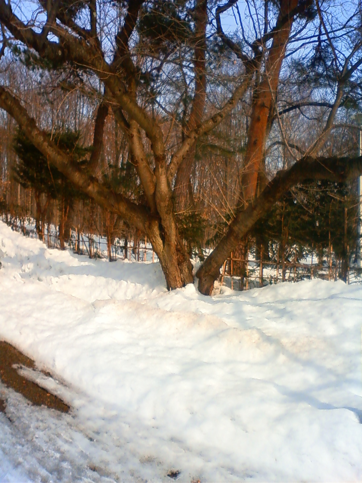 NEC_0422.JPG