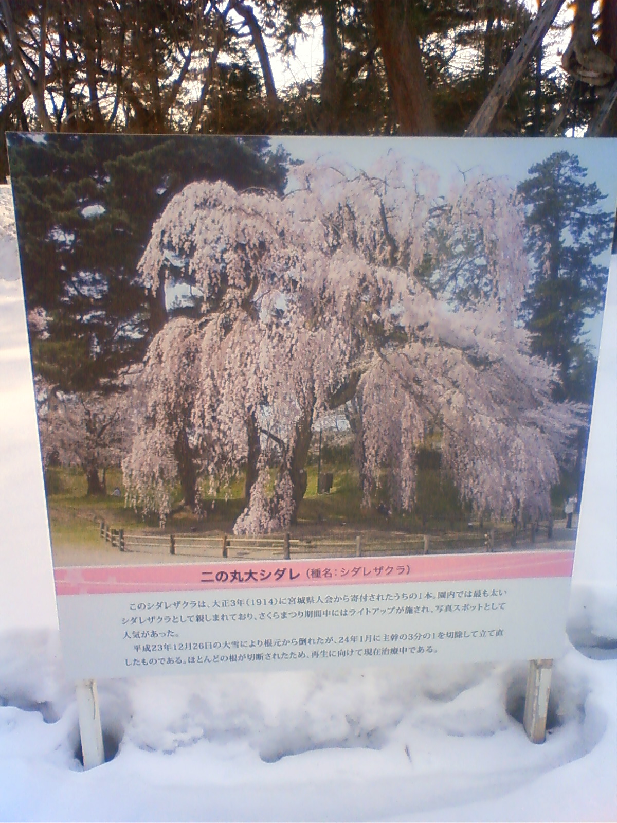 NEC_0429.JPG