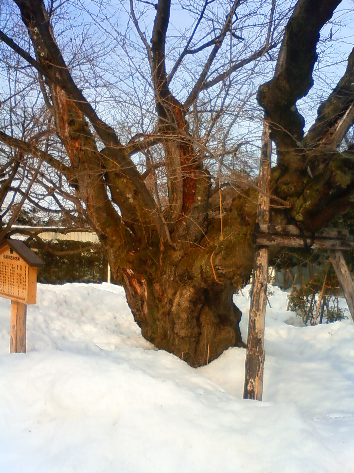 NEC_0432.JPG