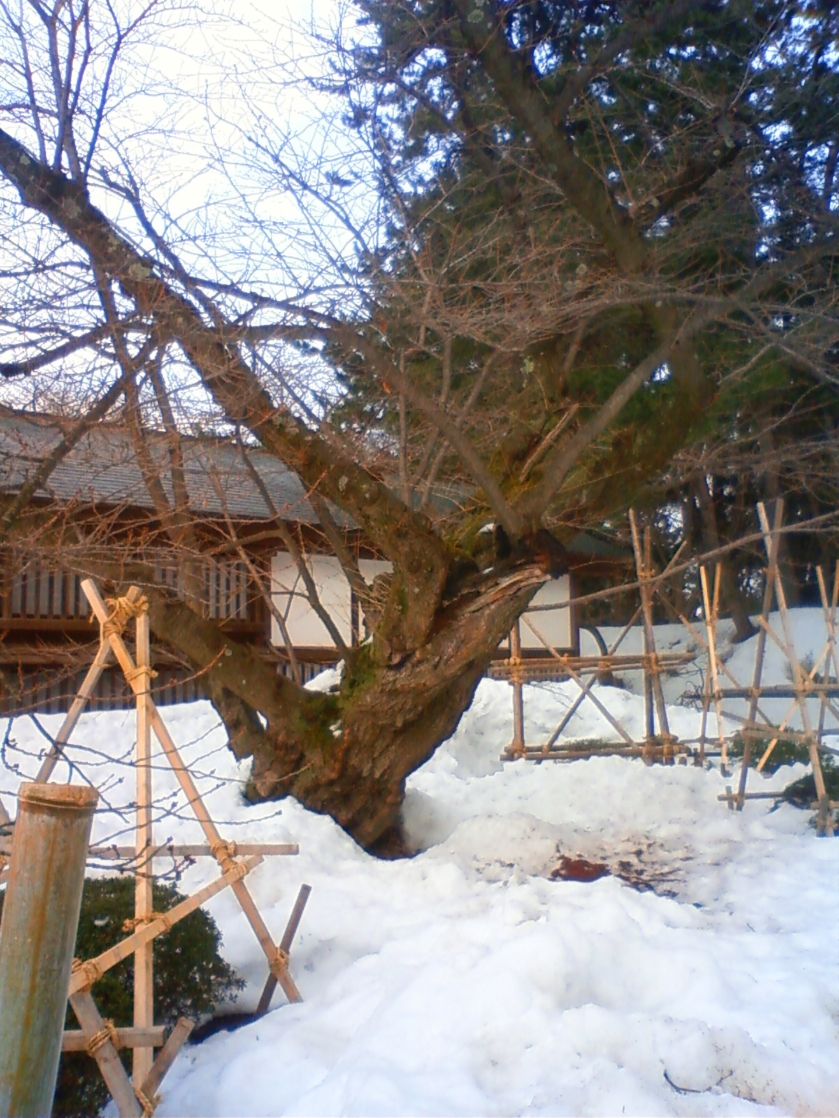 NEC_0436.JPG