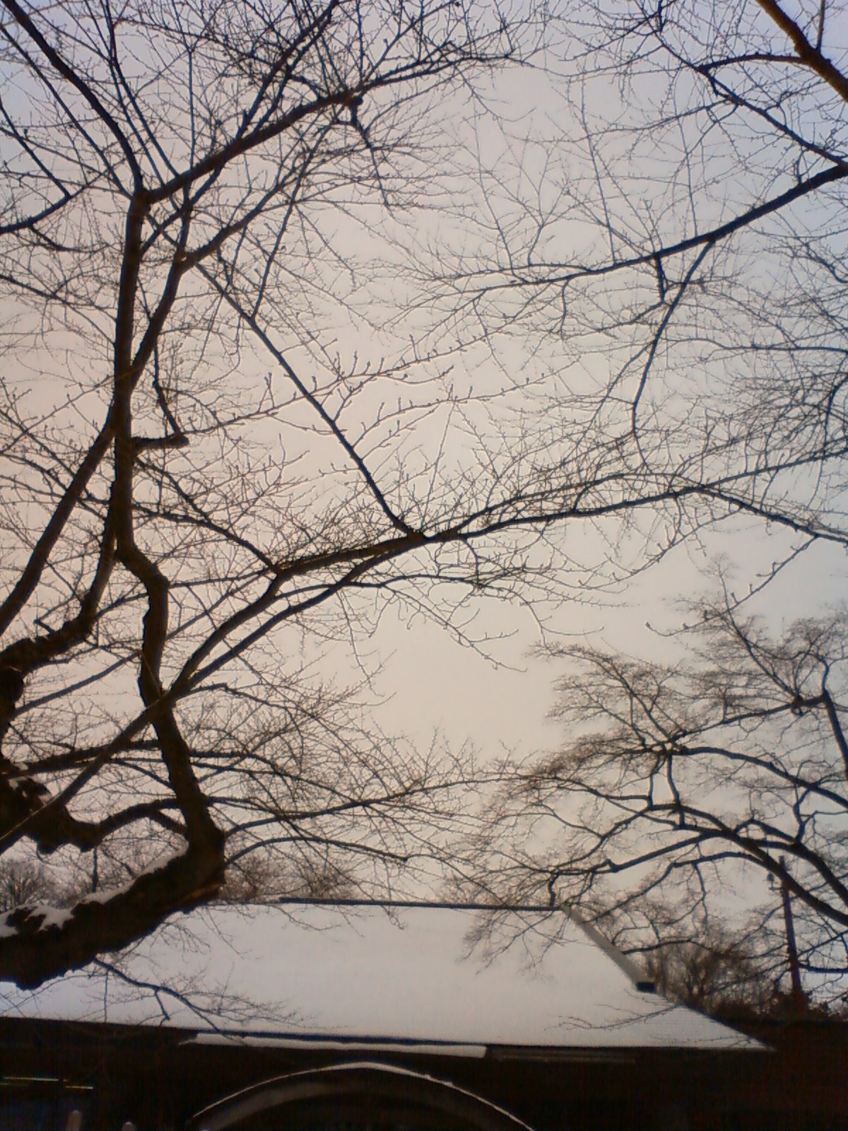 NEC_0480.JPG