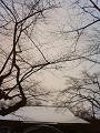 NEC_0480_thumb.png