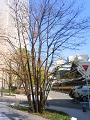 NEC_1052_thumb.png
