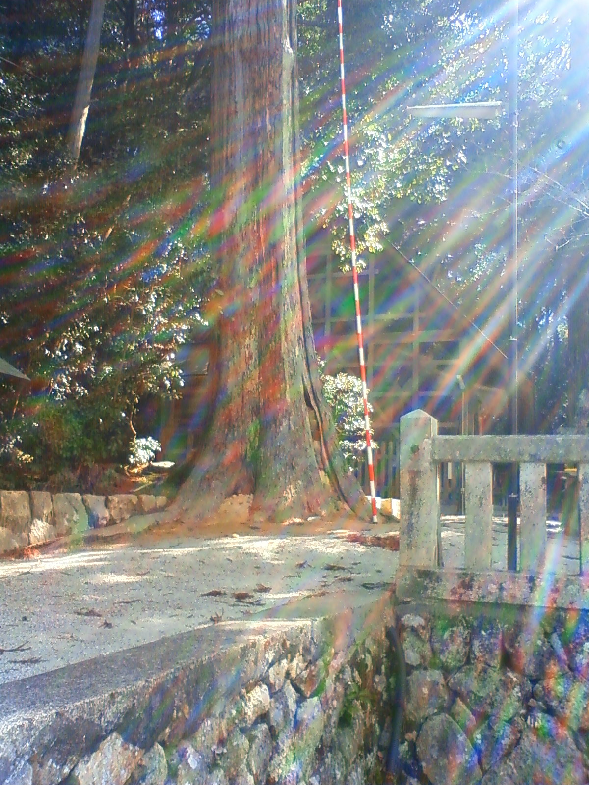 NEC_0523.JPG