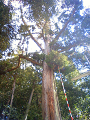 NEC_0524_thumb.png