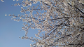 KIMG0414_thumb.png