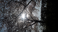 KIMG0418_thumb.png