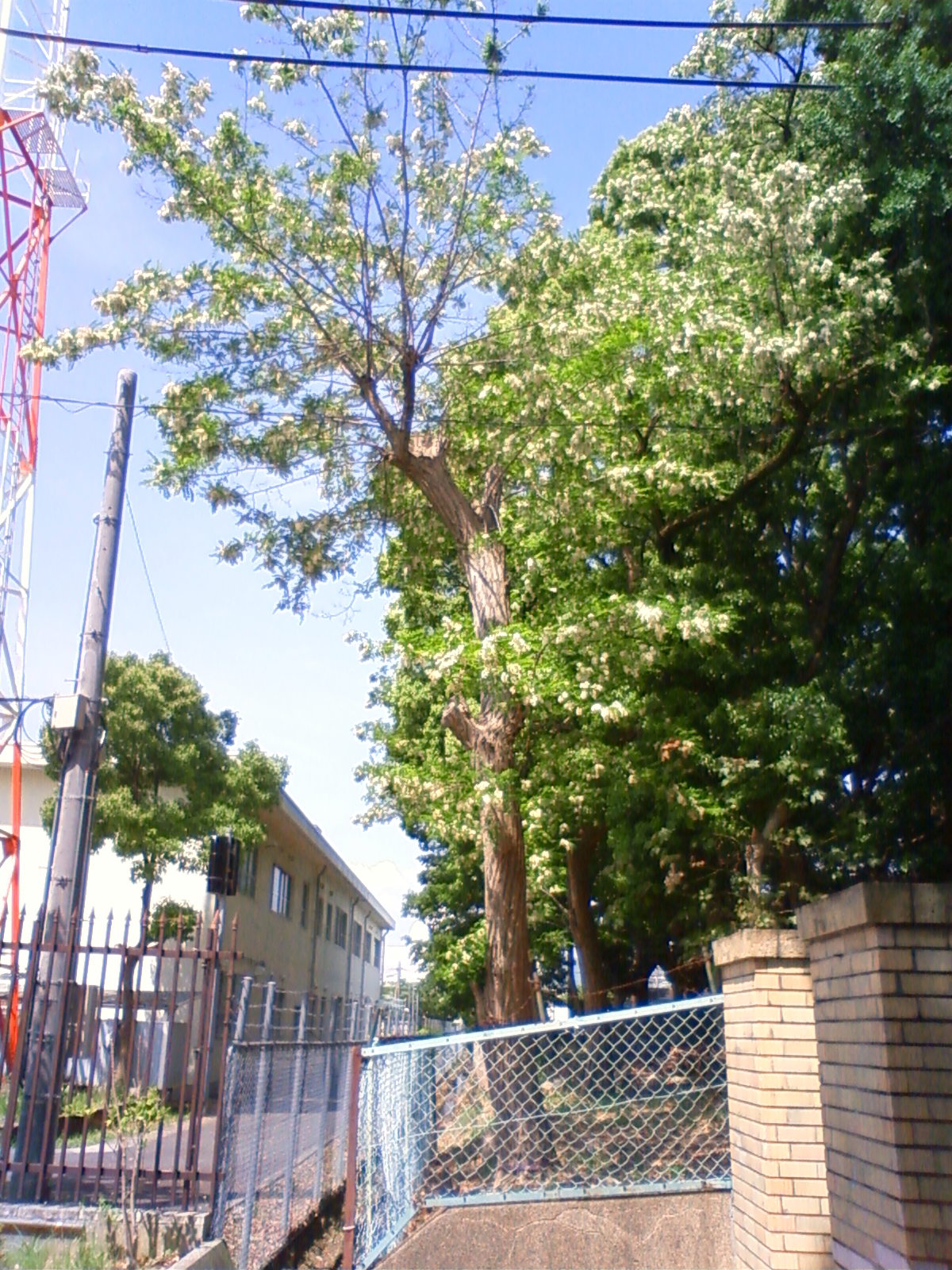 NEC_0588.JPG