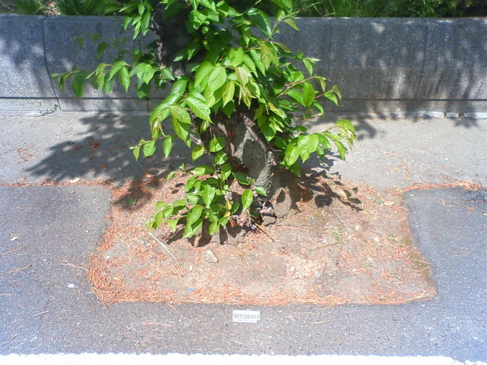 NEC_0596.JPG