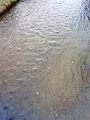 NEC_0216_thumb.png