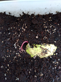 IMG_2025-06-14-10-44-39-372_thumb.png