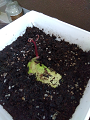 IMG_2025-06-15-08-02-39-012_thumb.png