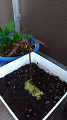 IMG_2025-06-18-07-05-30-276_thumb.png
