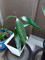 IMG_2025-06-29-08-04-13-326_thumb.png