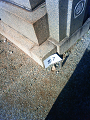 NEC_0026_thumb.png