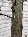 IMG_2024-03-24-11-05-38-755_thumb.png