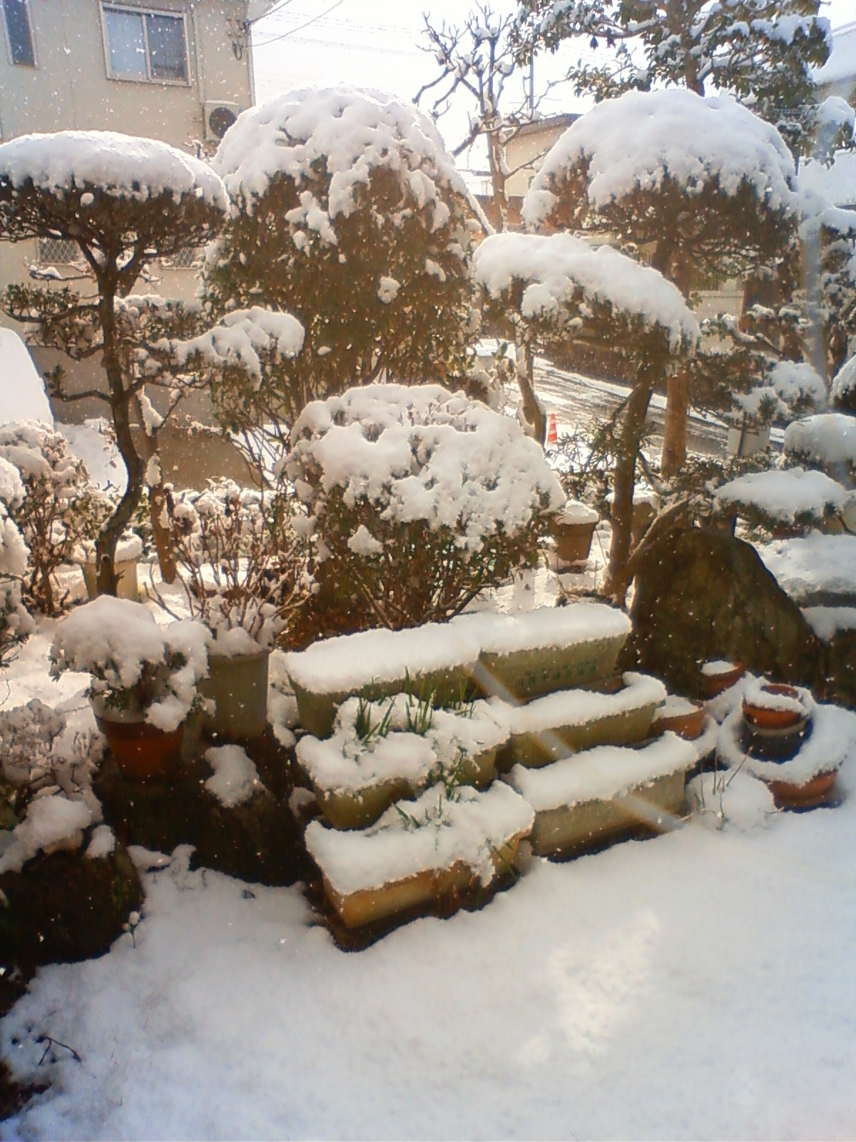 NEC_0075.JPG