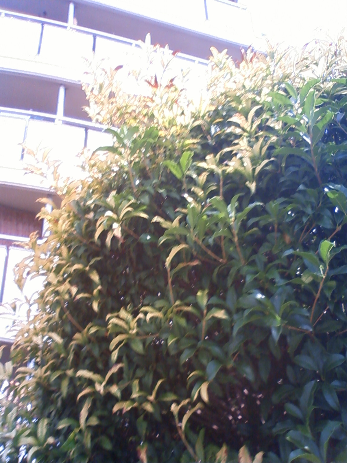 NEC_2451.JPG