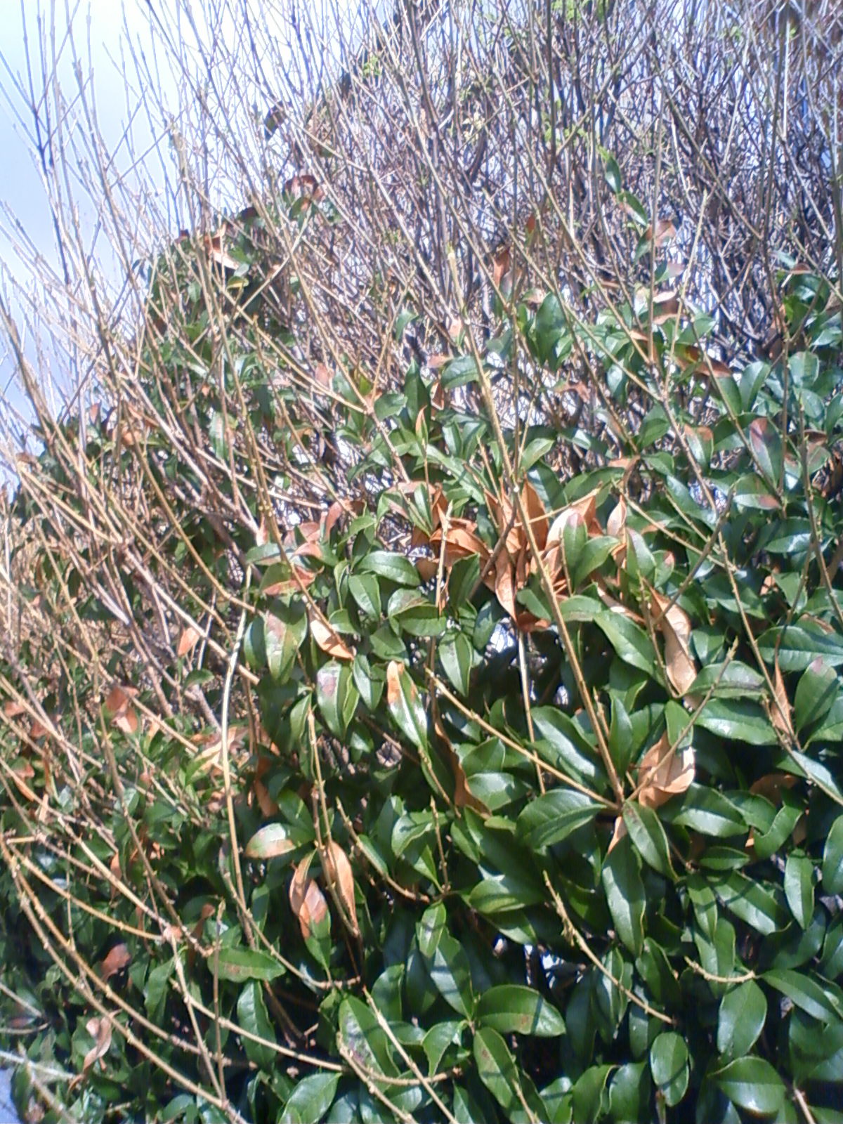 NEC_2452.JPG