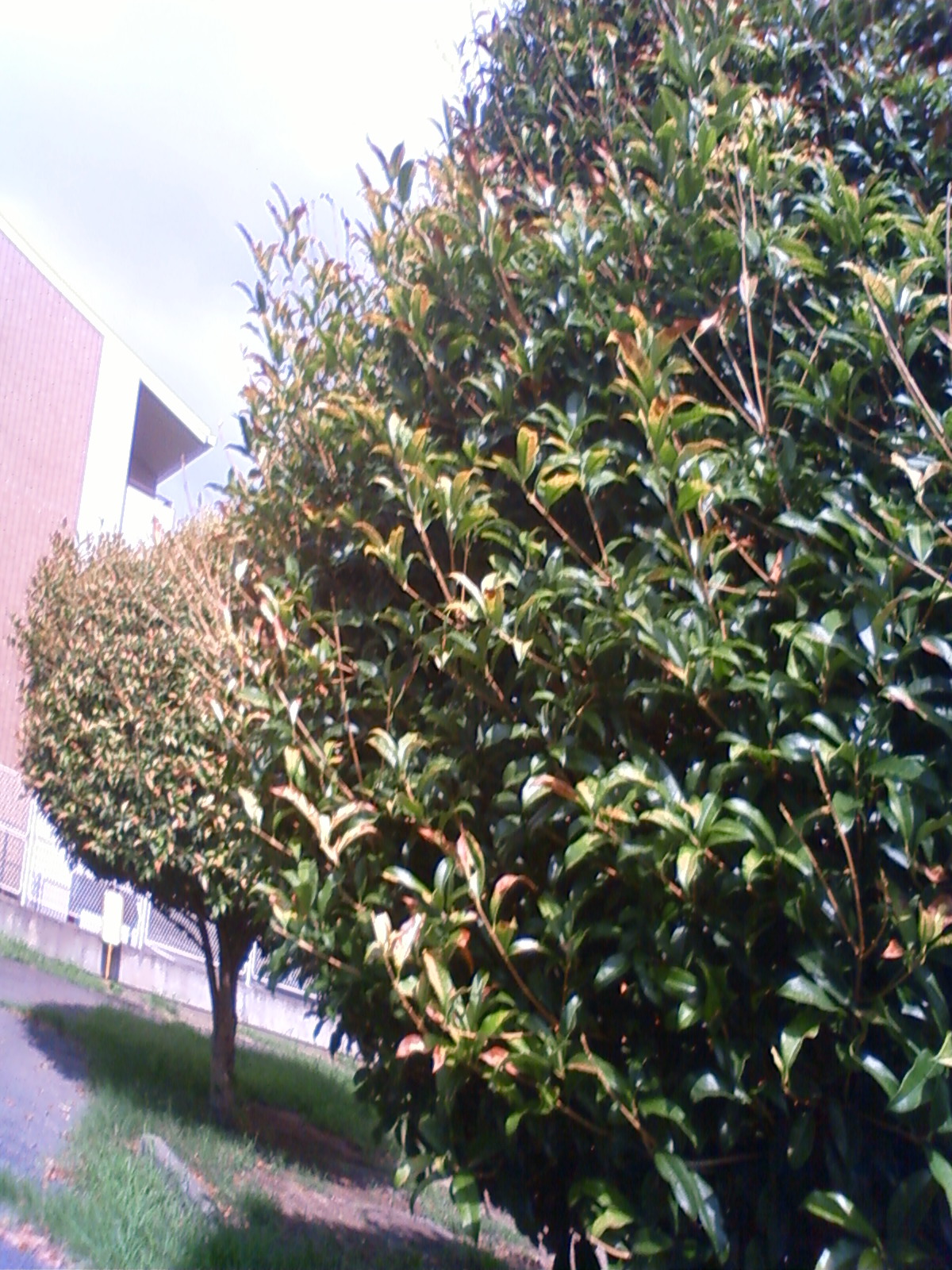 NEC_2454.JPG