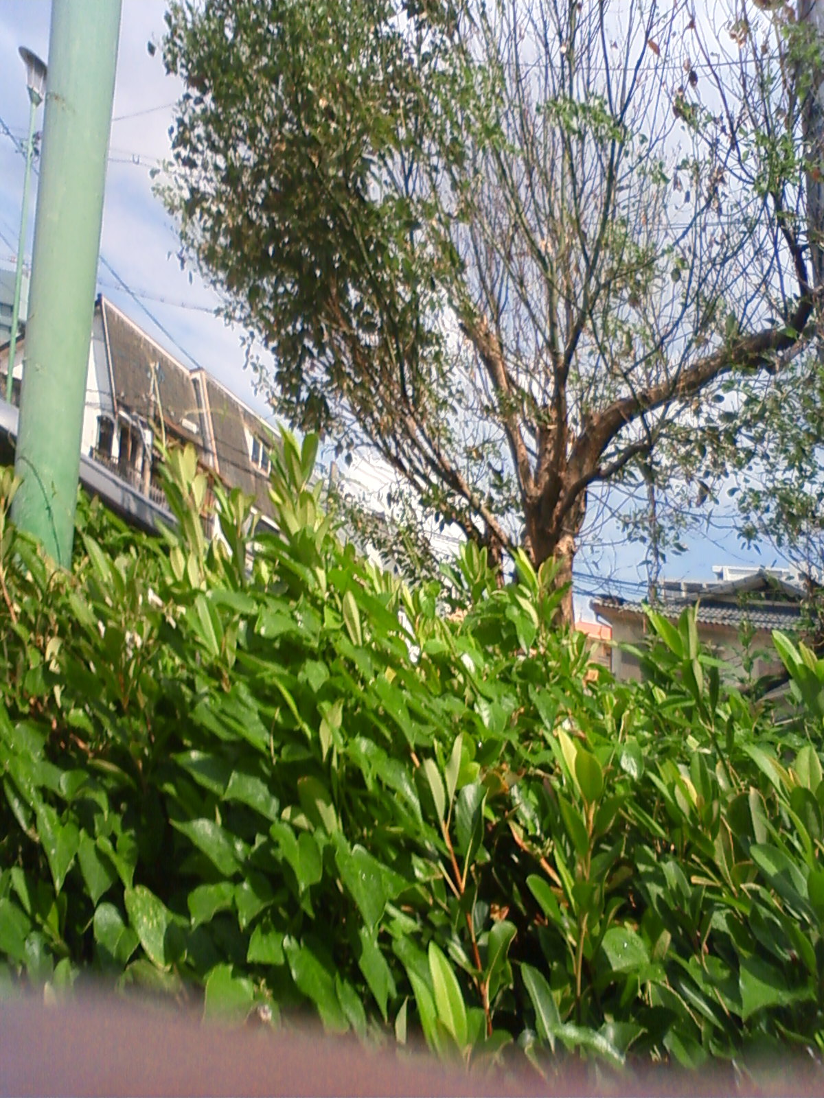 NEC_2456.JPG