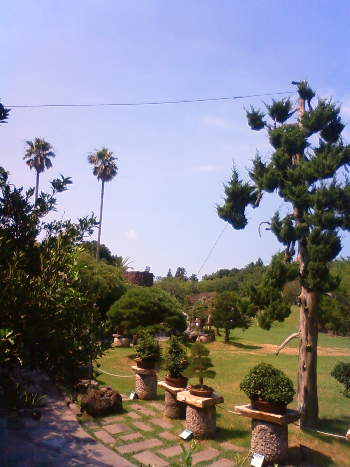 NEC_0628.JPG