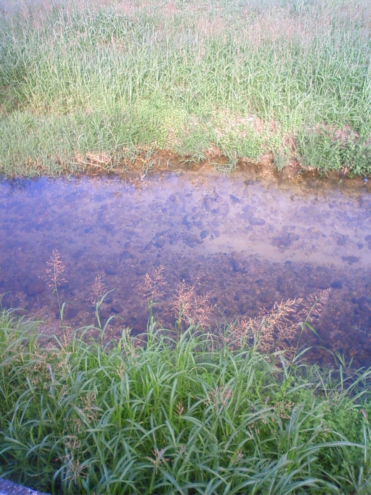NEC_0708.JPG