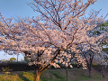 IMG_2023-04-03-17-44-40-861_thumb.png