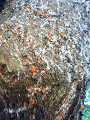 NEC_0422_thumb.png
