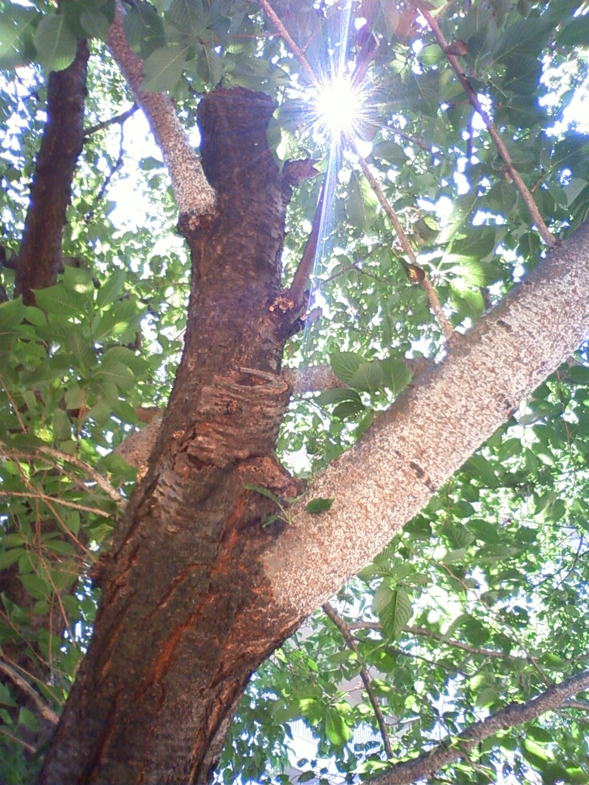 NEC_0424.JPG