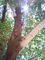 NEC_0424_thumb.png