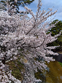 IMG_2024-04-07-10-24-47-590_thumb.png