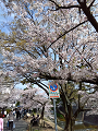IMG_2024-04-07-10-39-46-127_thumb.png