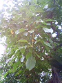 NEC_0758_thumb.png