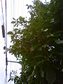 NEC_0760_thumb.png