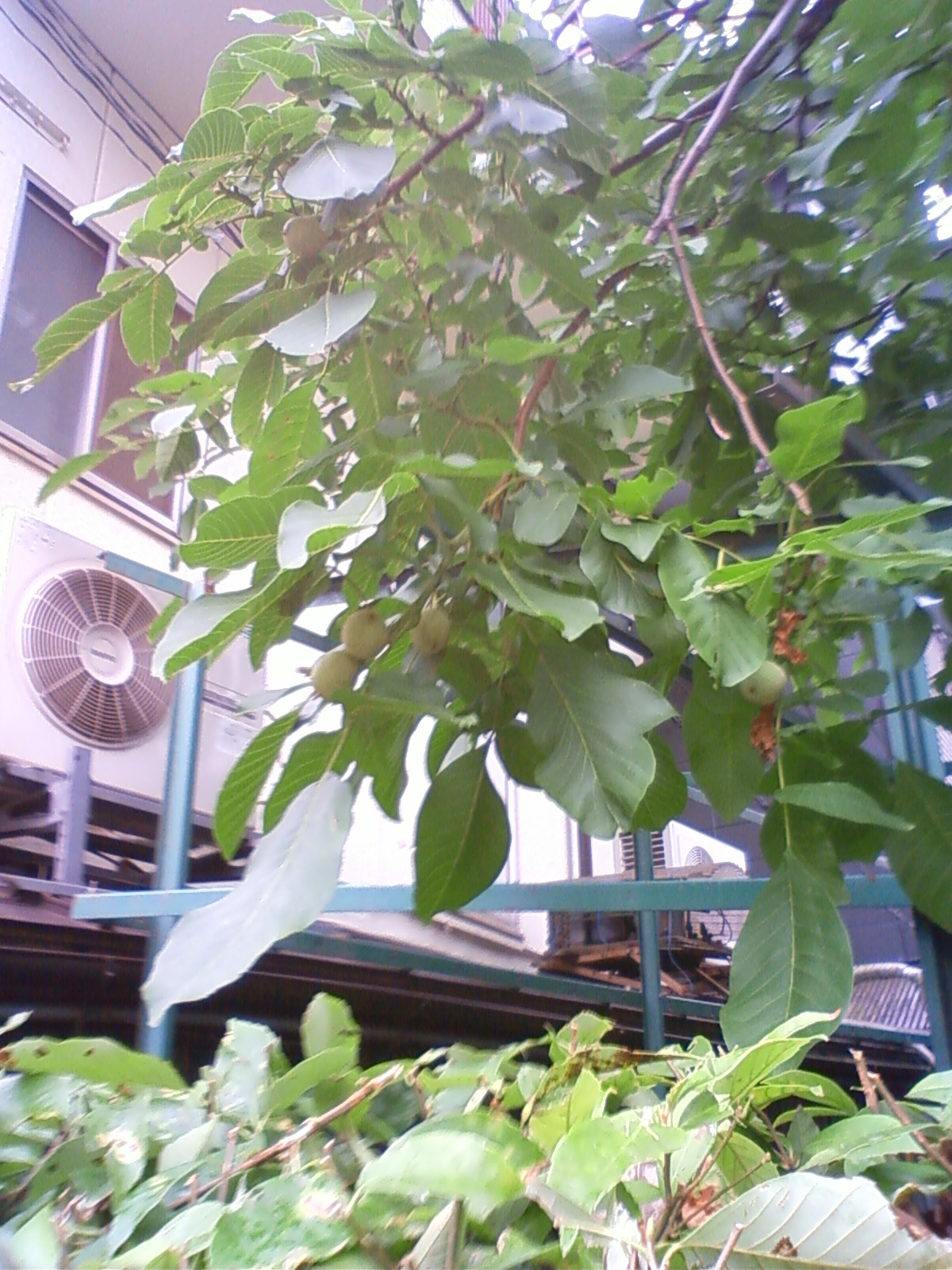 NEC_0763.JPG