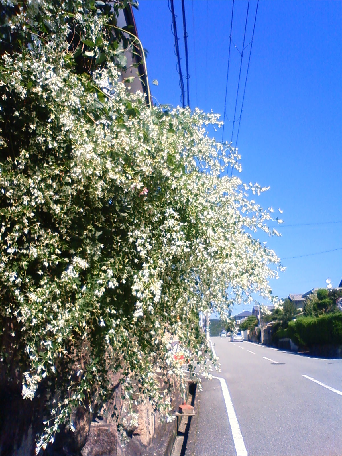 NEC_0111.JPG