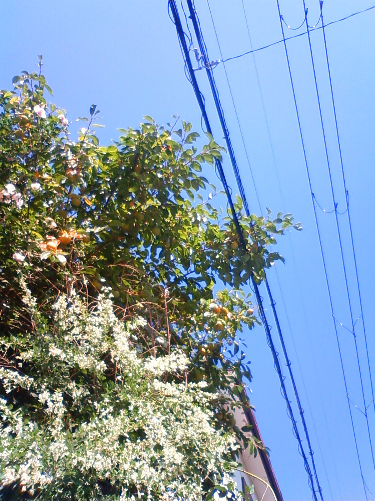 NEC_0112.JPG