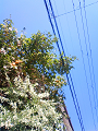 NEC_0112_thumb.png