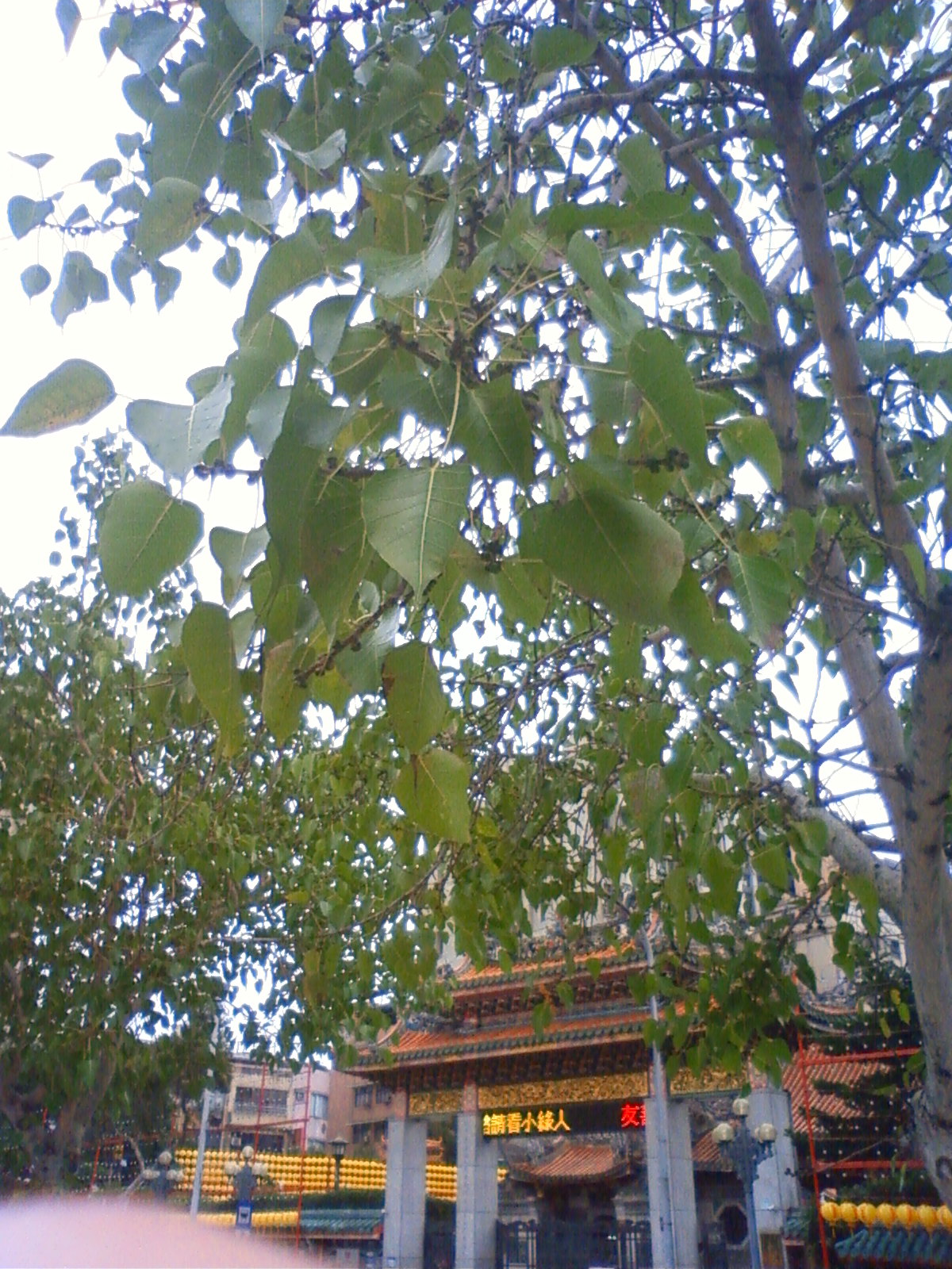 NEC_0953.JPG
