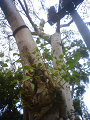 NEC_0978_thumb.png